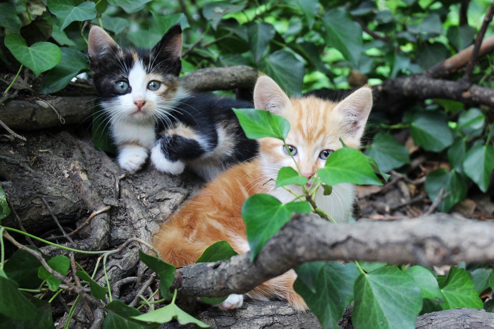 Кошачьи прятки