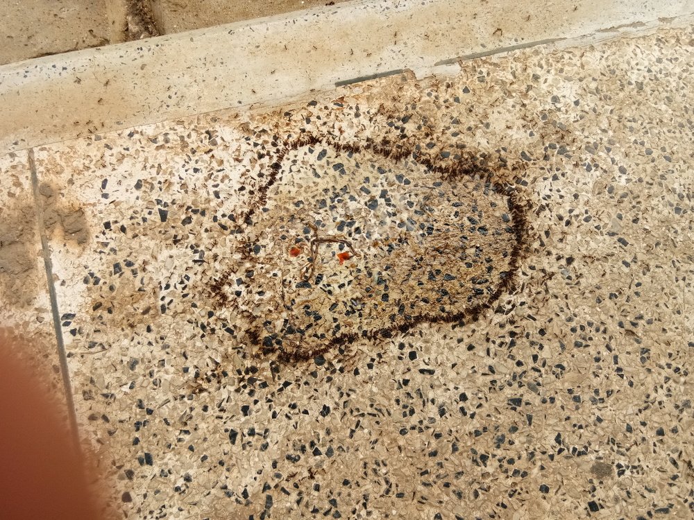 Ants