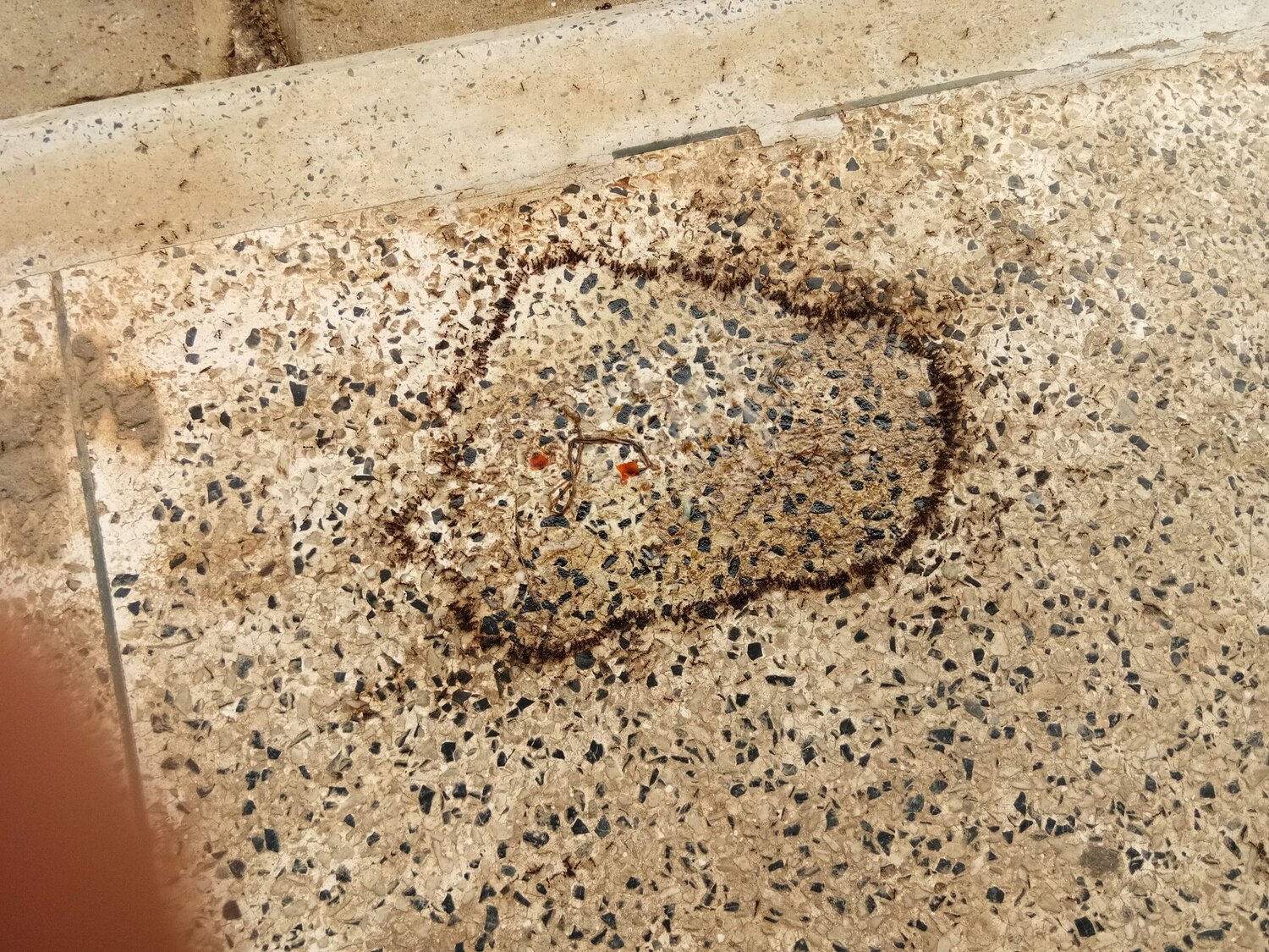 Ants