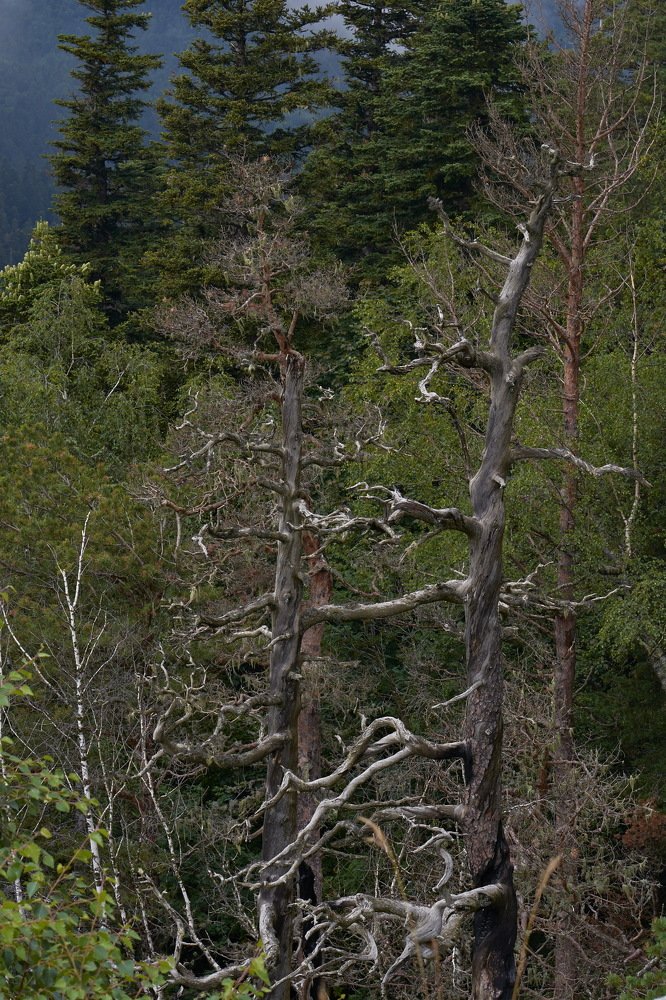 Два великана.