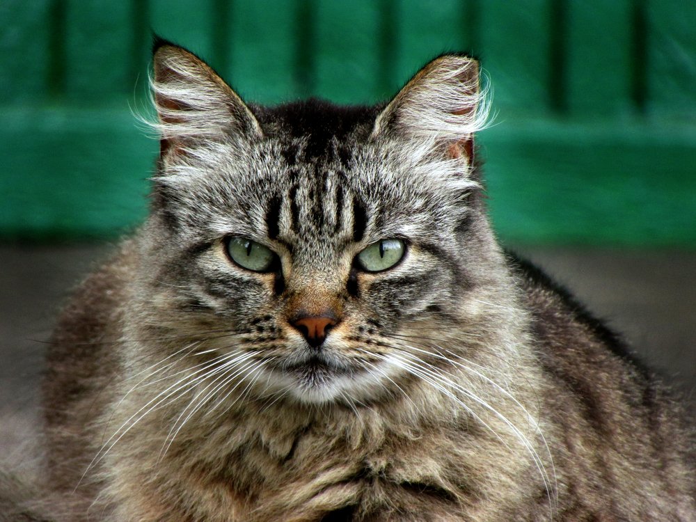 Photograph by Диана