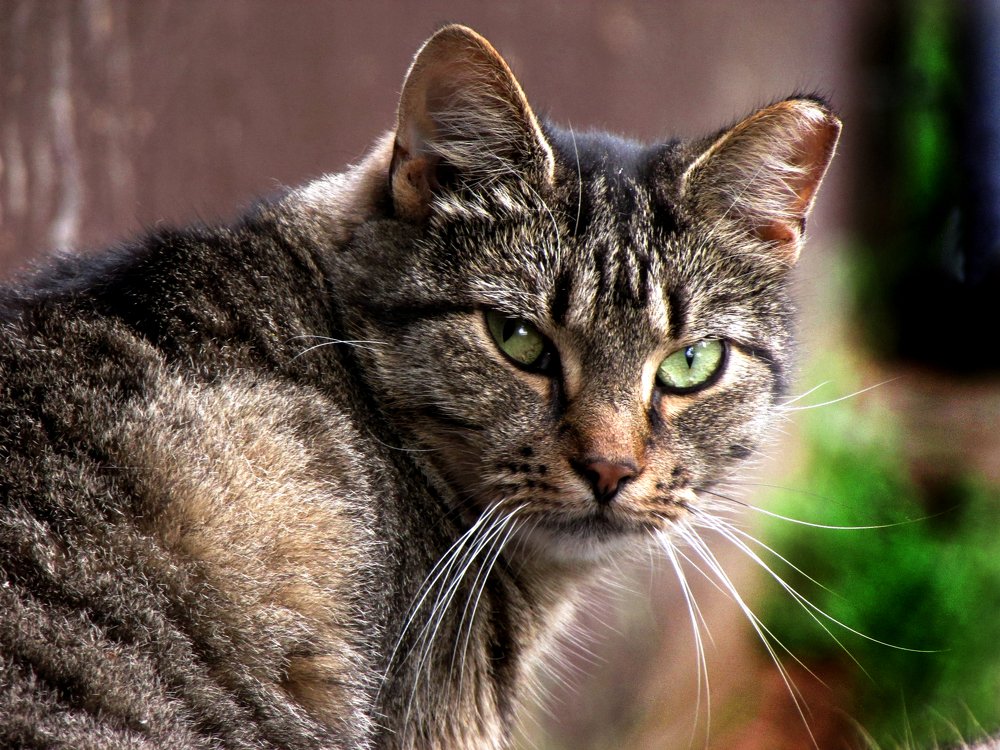 Photograph by Диана