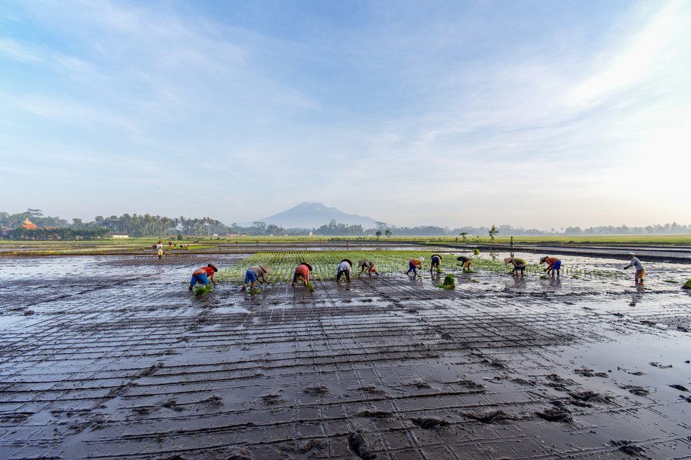 Poor Indonesian Javanese island farmers
