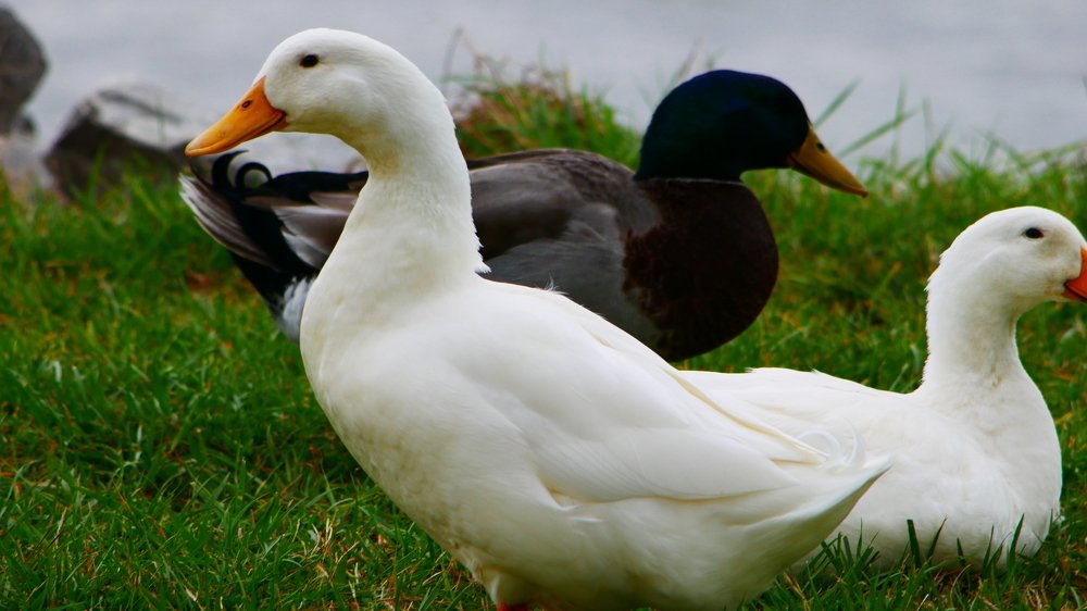 Дикие утки.