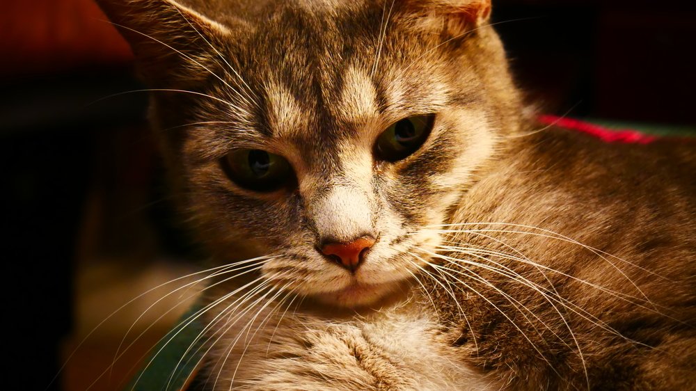 Фотография автора Silvija Janero