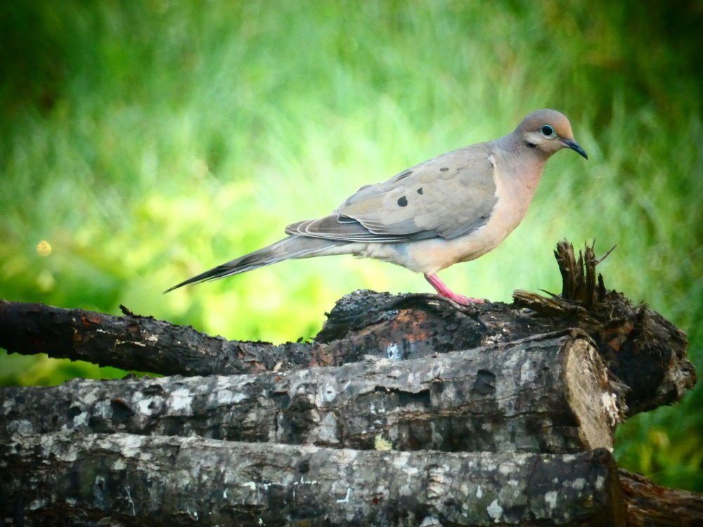 Плачущая горлица.