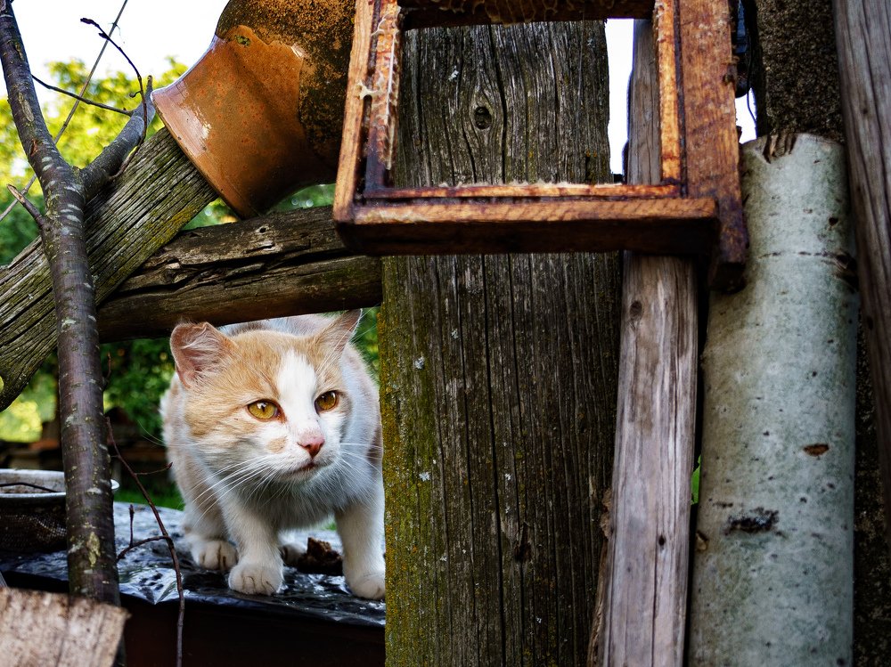 Photograph by Шутов Владимир