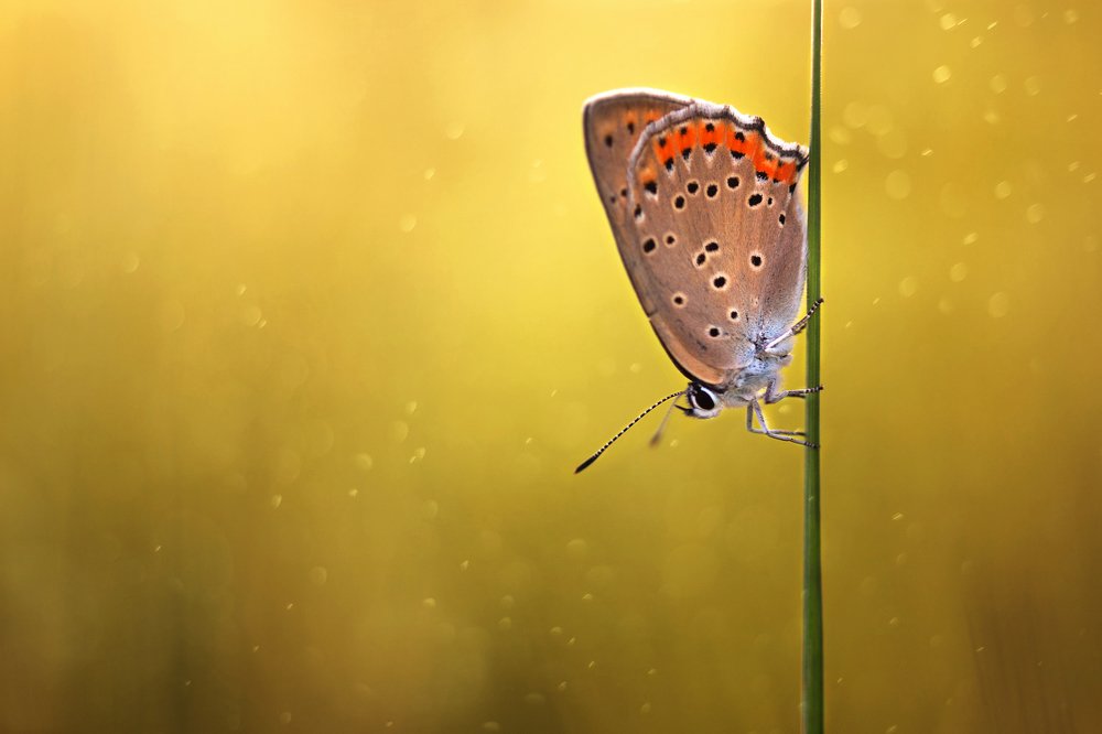 Photograph by Людмила Гудина