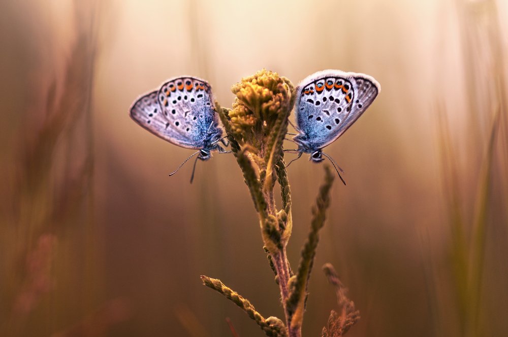 Photograph by Людмила Гудина