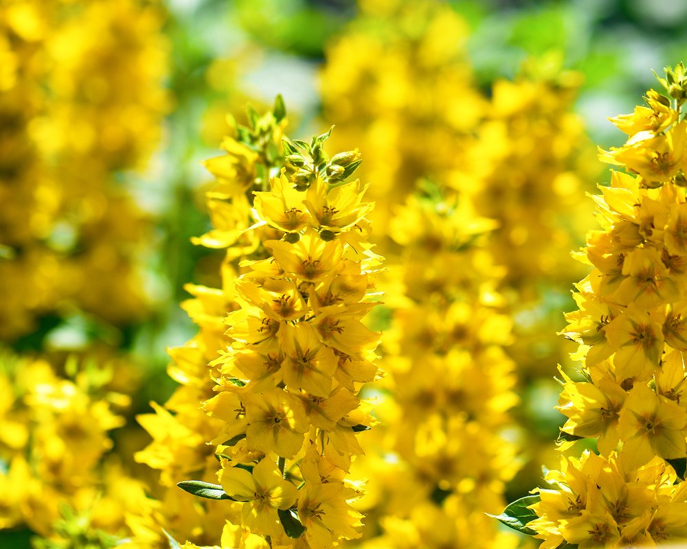 Photograph by Ольга Никулина