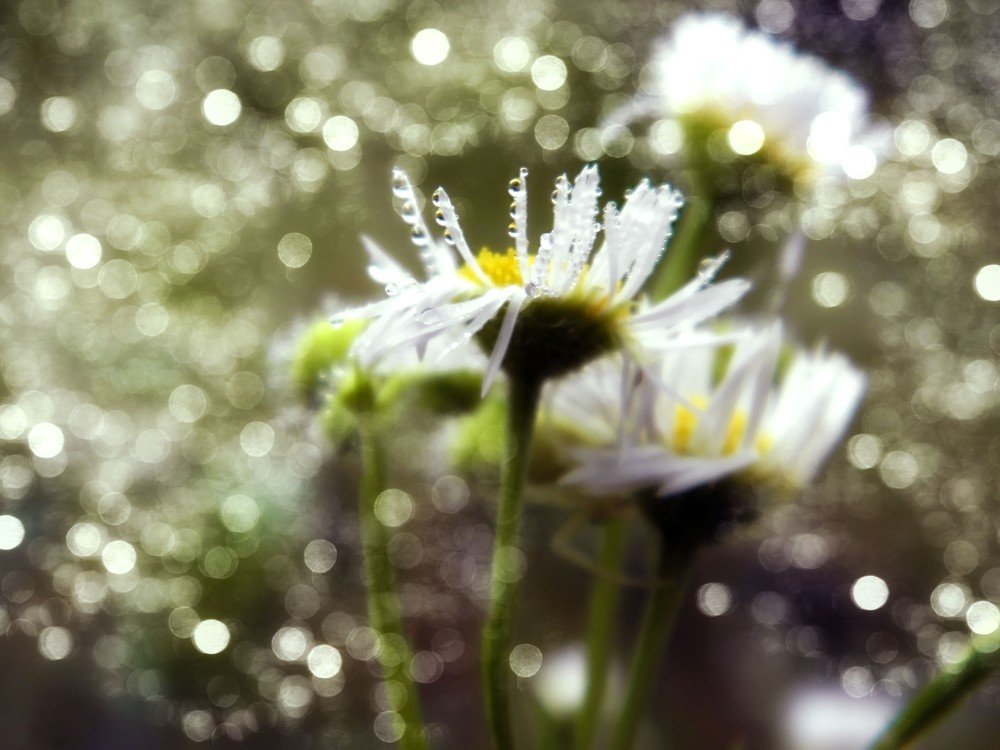 Photograph by Светлана Ковалёнок