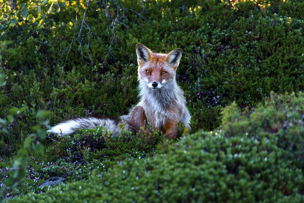 Photograph by Илья Новиков