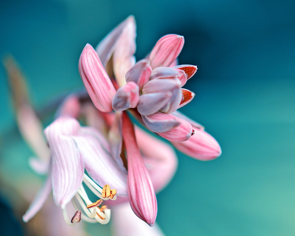 Photograph by Ольга Никулина