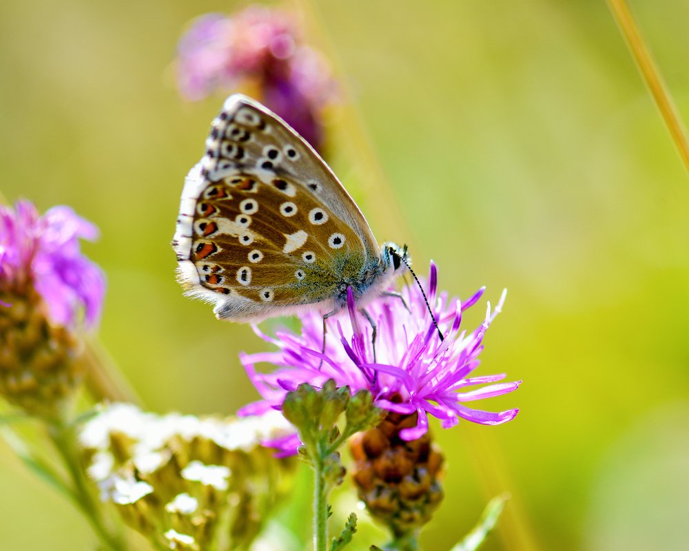 Photograph by Ольга Никулина