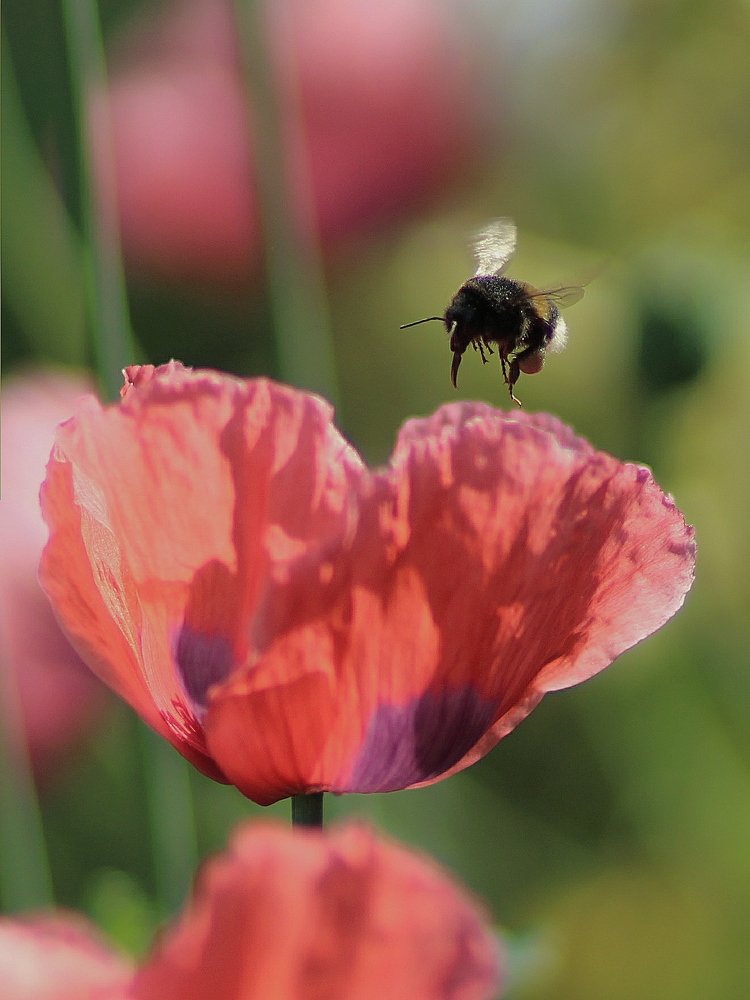 Photograph by Светлана Богомолова
