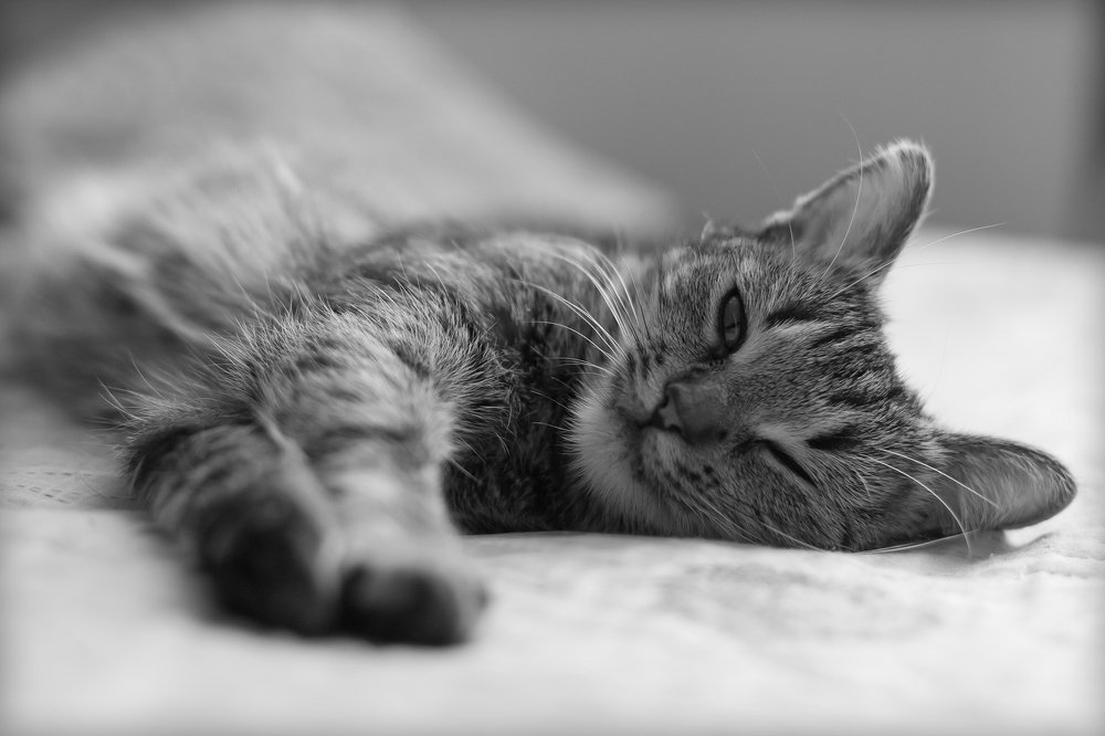 Аська-мордаська