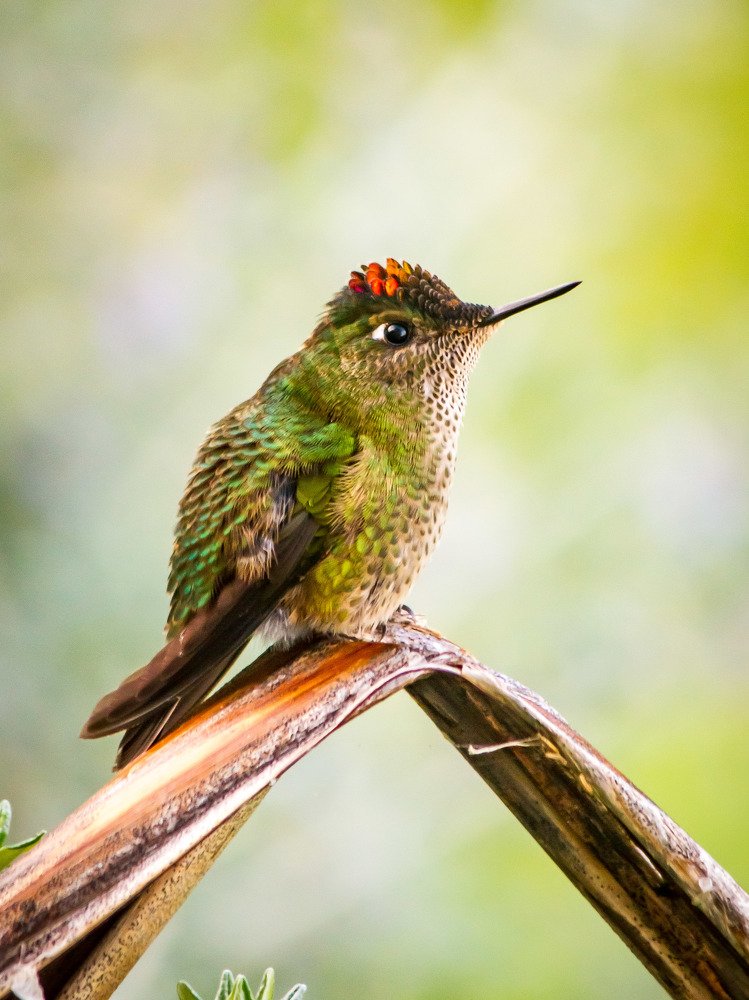 Colibri