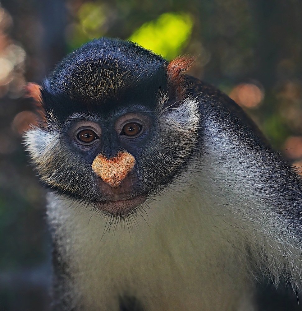 greater white-nosed monkey