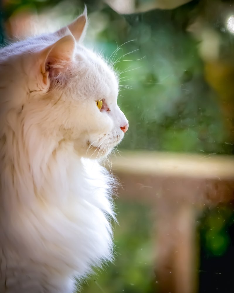 Photograph by Constanza Villarroel