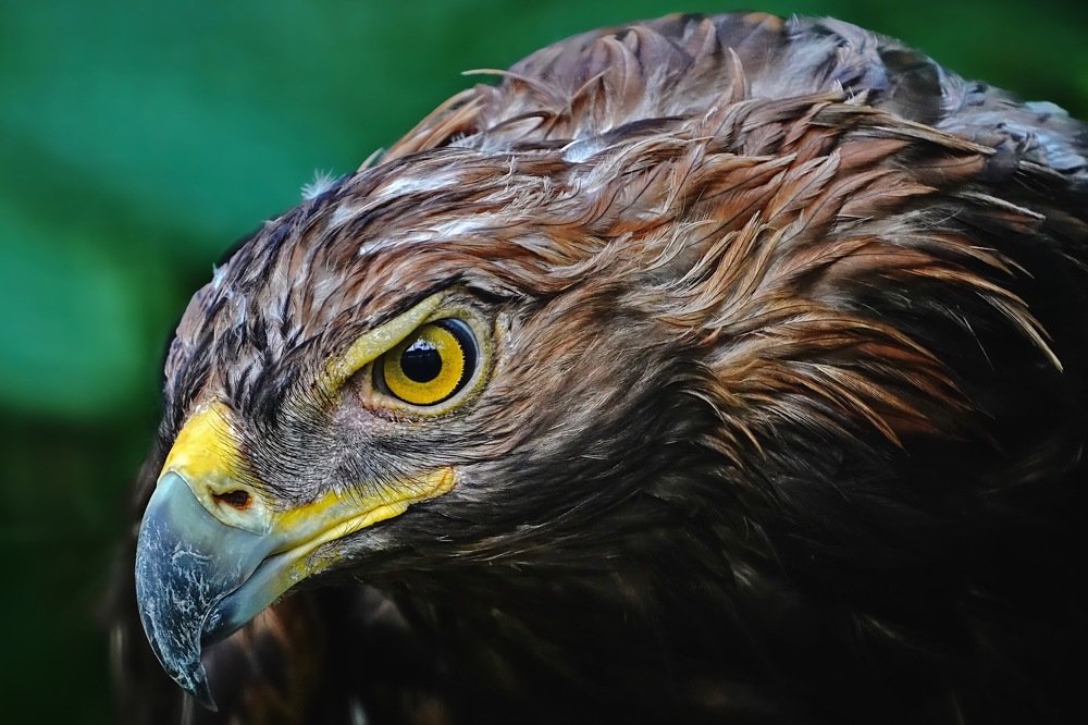 Golden Eagle