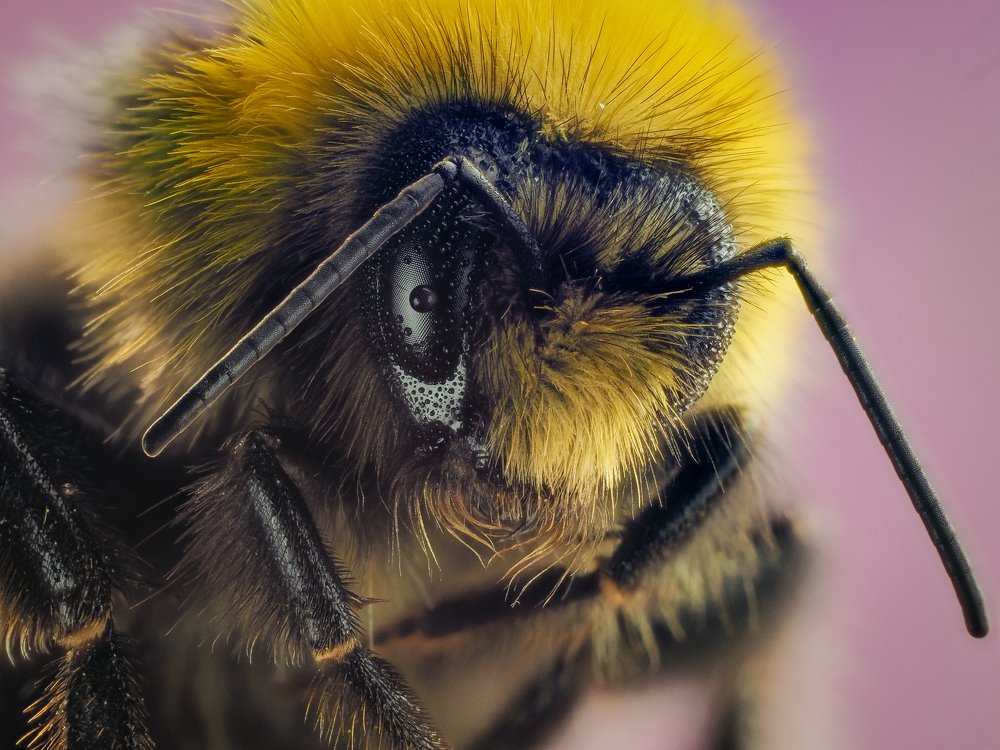 « Цветочный лев «