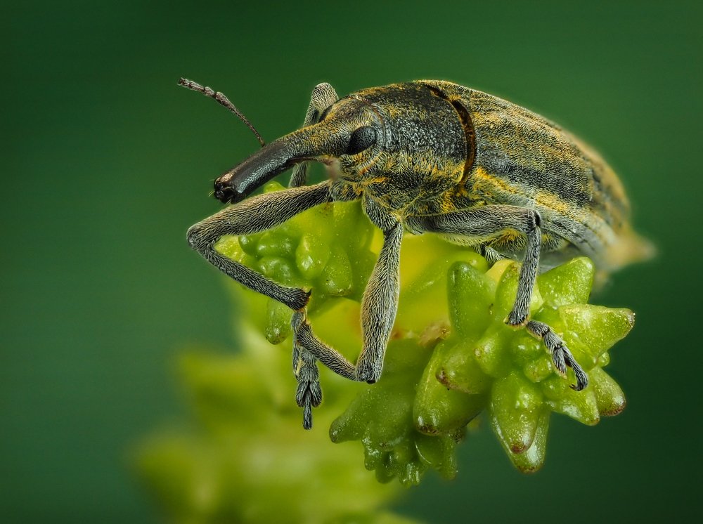 долгоносик