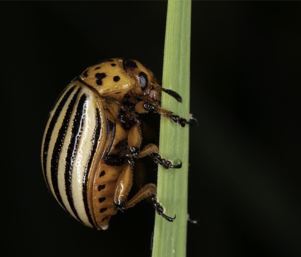 Colorado Potato Beetle