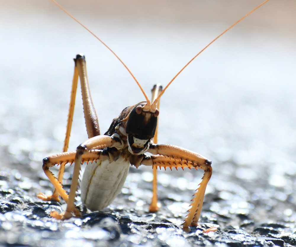 Photograph by Adl Abdolahi