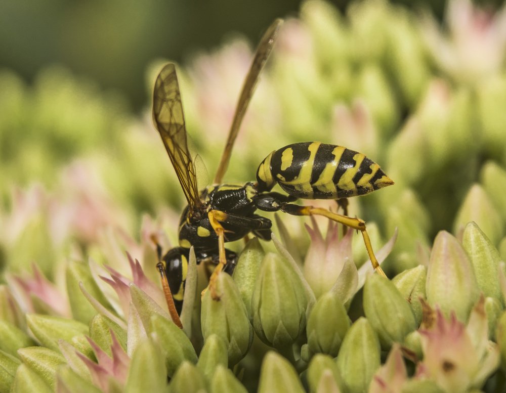 Photograph by Сергей Нестеров