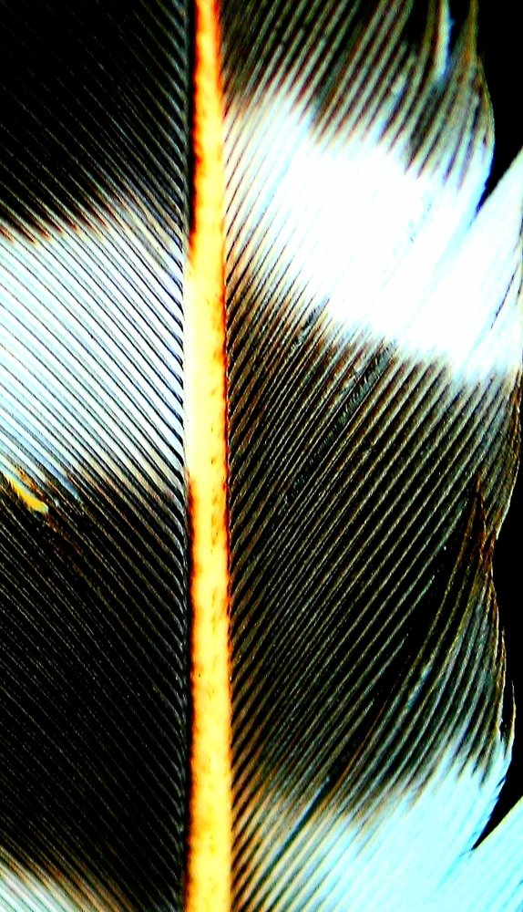 Turkey feather