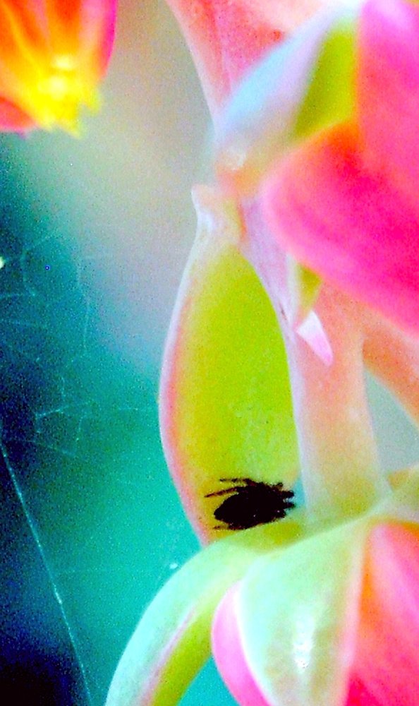 Photograph by Michelle Vaughn