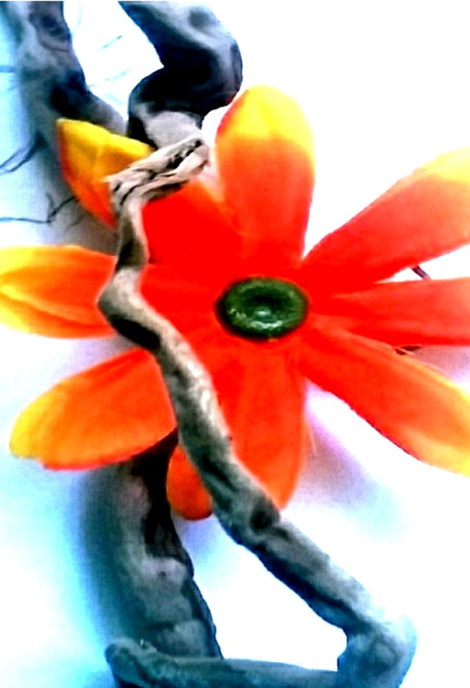 Photograph by Michelle Vaughn