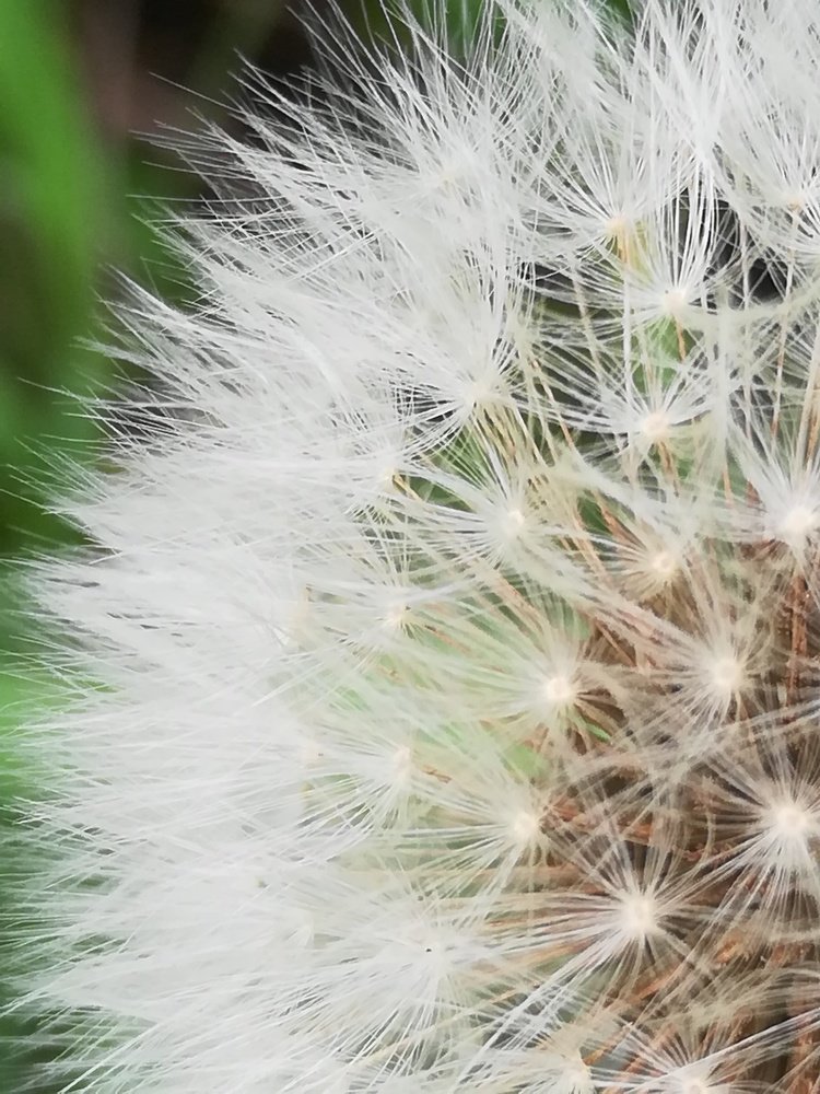 Fluffy dandelion