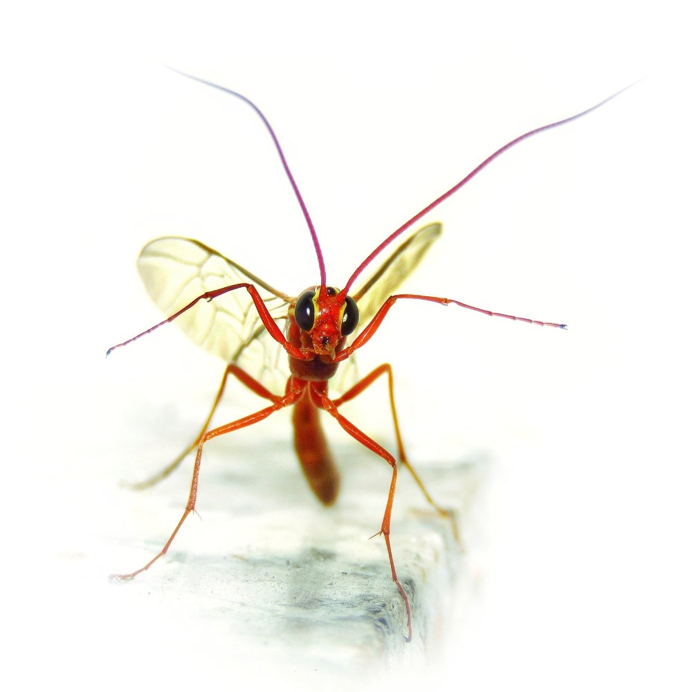 Photograph by Amin Ghaffarian