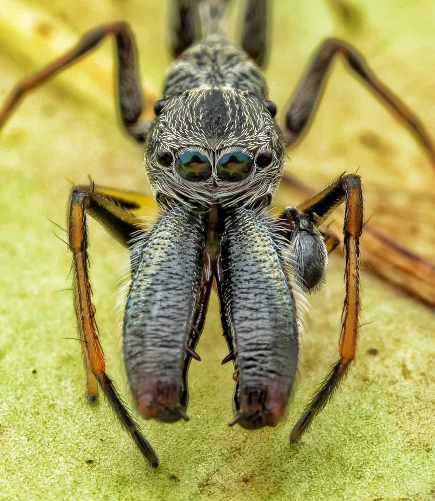 Close-up of ant-mimicking spider
