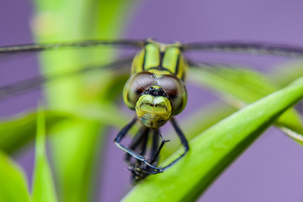 Photograph by Khaja Mainuddin Bablu