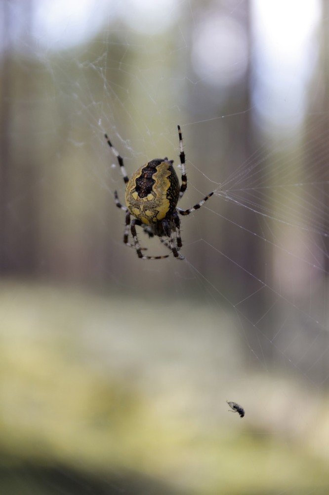 Photograph by Юсупова Елена