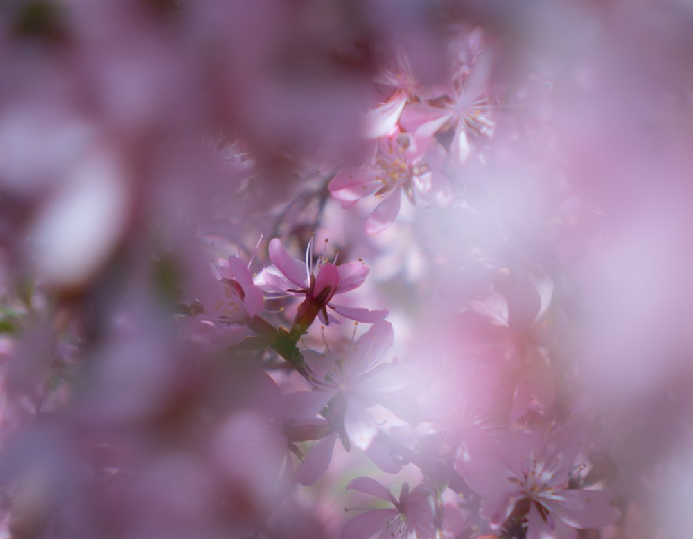 В розовом тумане