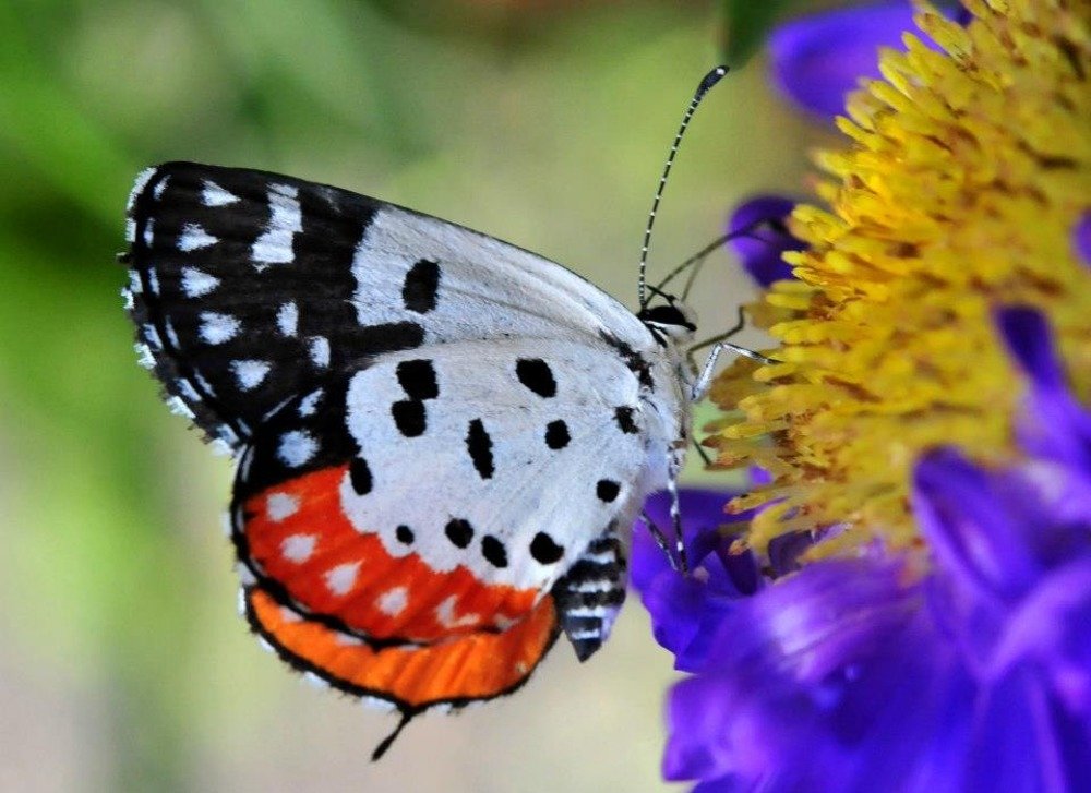 Photograph by Preet saluja