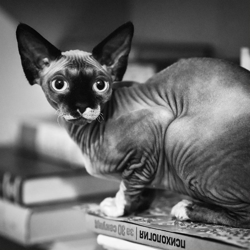 Приложение к учебному курсу психологии