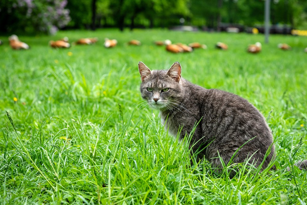 Не мешай охоте!