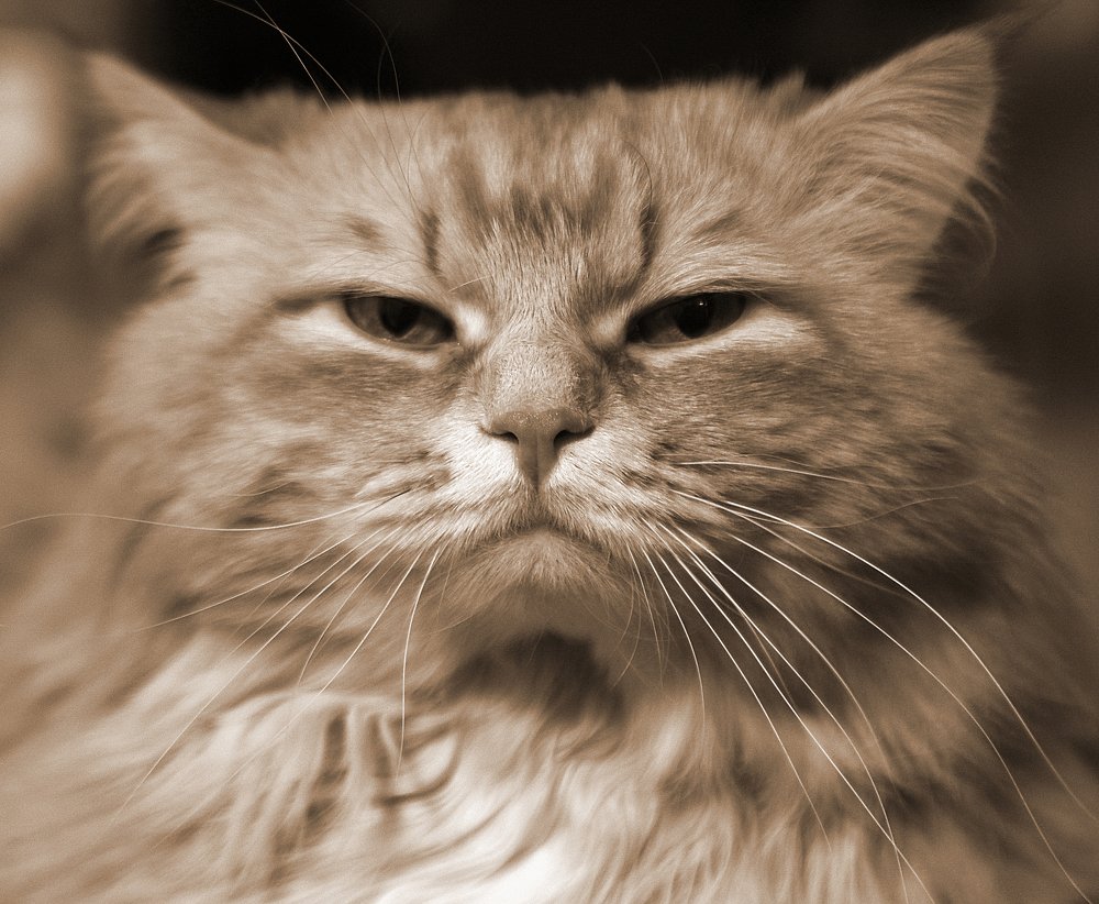 Я старый кот и не знаю слов ласки