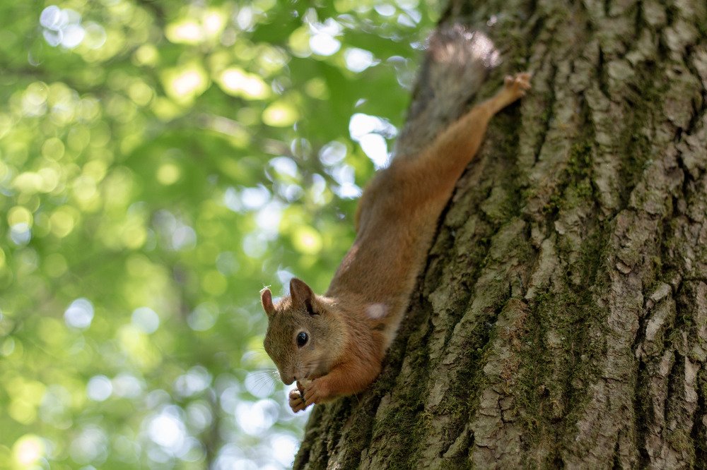 Время обедать