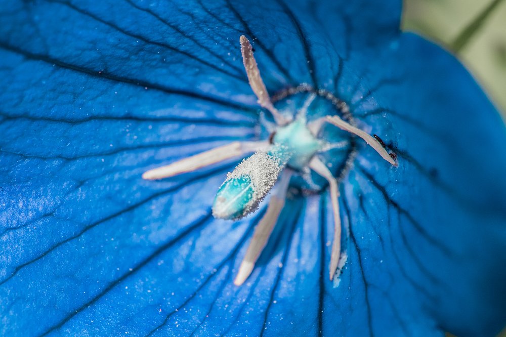 Колокольчик