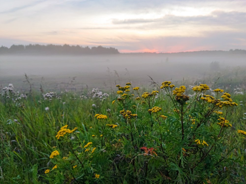 Вечерний туман