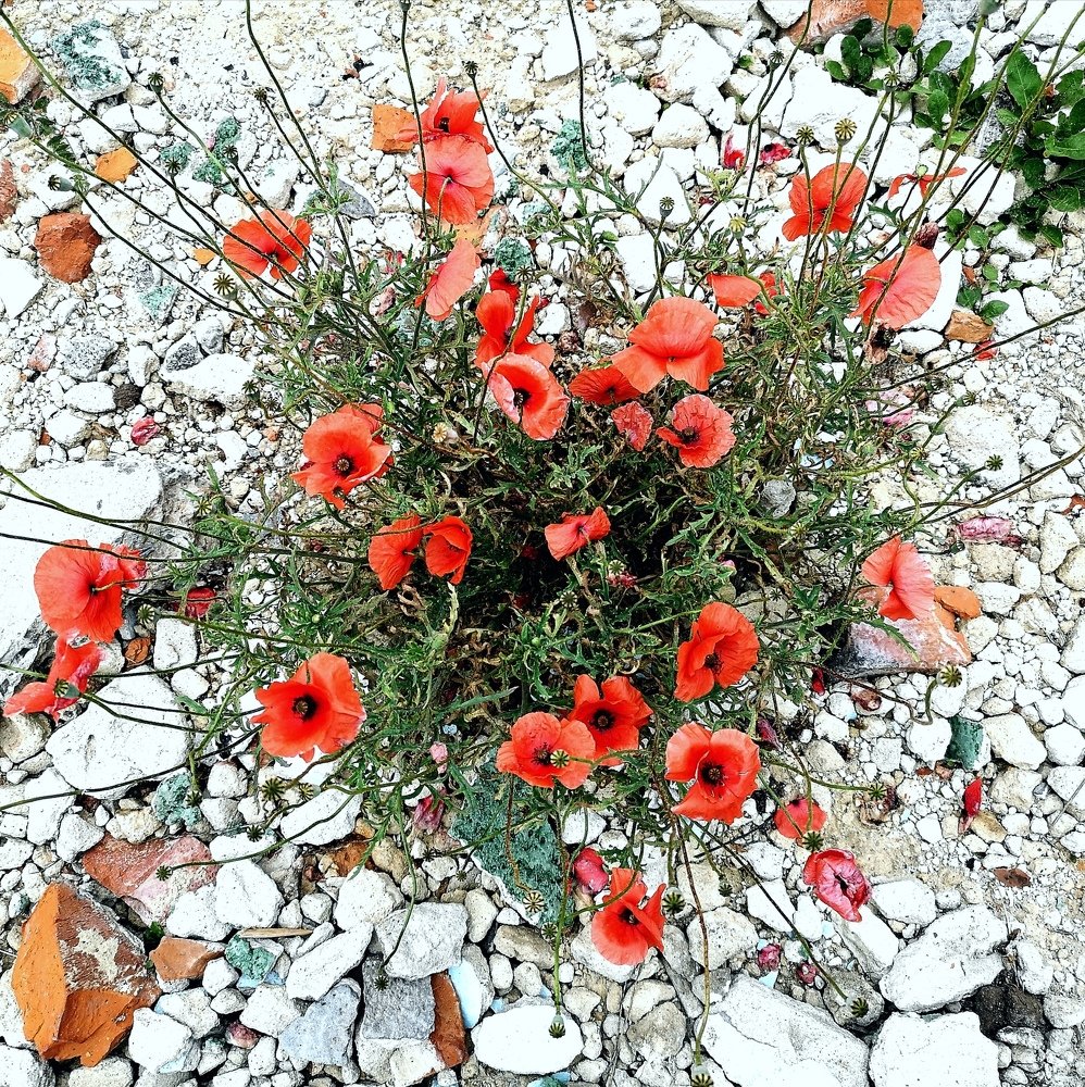 Photograph by Станислав Каминский