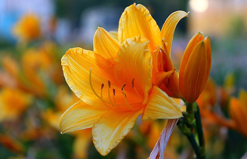 Лилия - удивительной красоты цветок