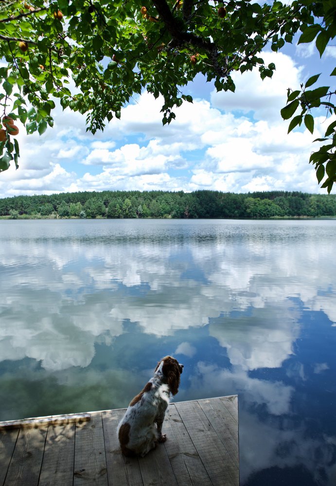 Абрикосовый рай.