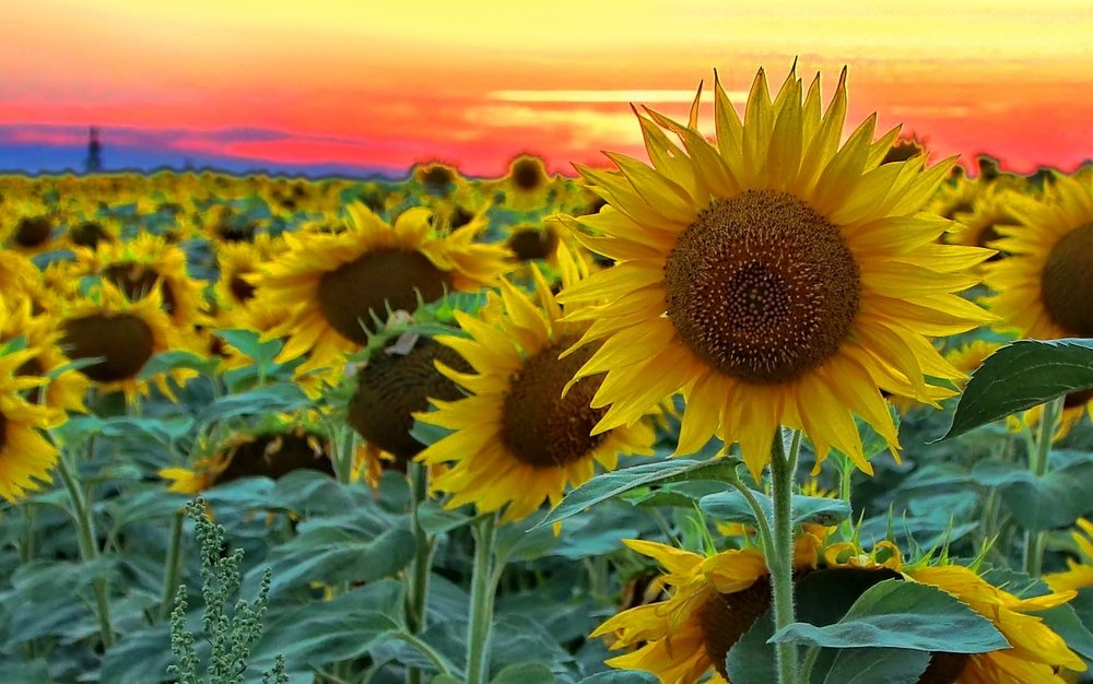 Photograph by Владимир Зорькин