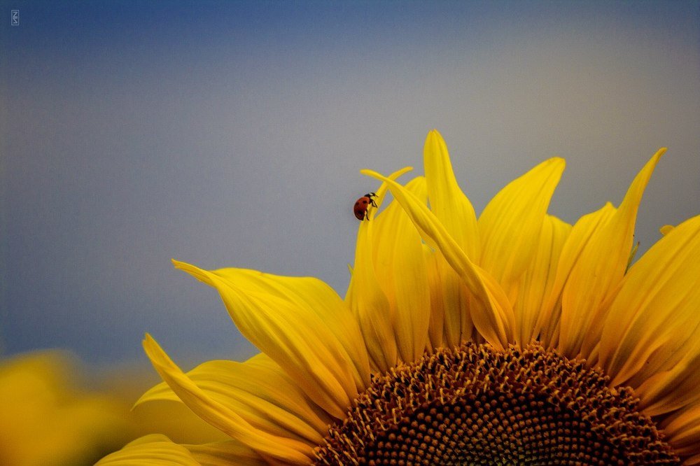 Photograph by Владимир Зорькин